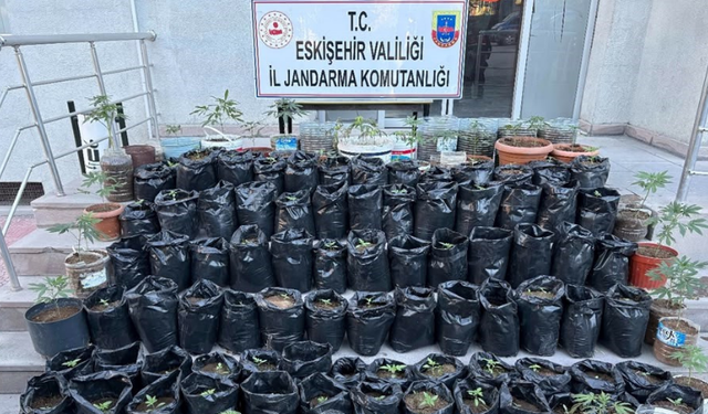 Eskişehir’de saksıda kenevir operasyonu: 161 kök ele geçirildi, 1 kişi tutuklandı