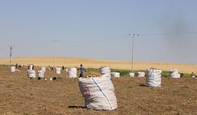 Eskişehir’de patates üretimi sahada incelendi