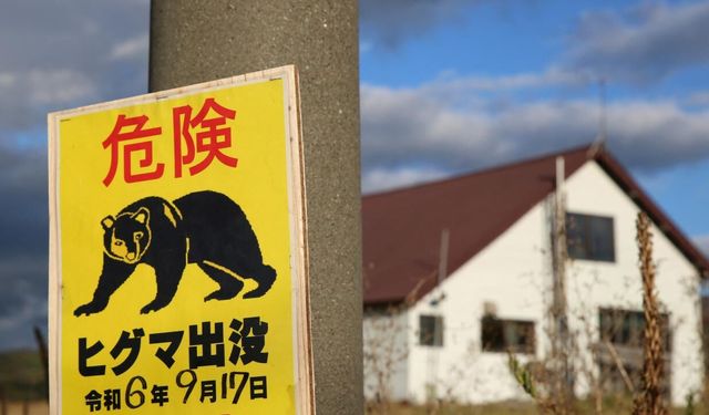 Japonya ayılara karşı teknolojiye sarıldı: Yapay zeka, dron ve robot kurtlar sahada