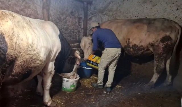 Eskişehir’de 1 ton 750 kiloluk dana Guinness’e hazırlanıyor