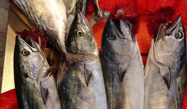 Trabzon’da avlanan palamut miktarı 12 bin tona ulaştı