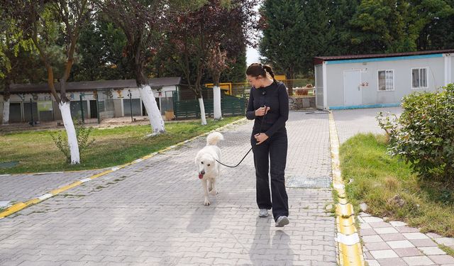 Tepebaşı’nda bir haftada 12 hayvan yeni yuvasına kavuştu