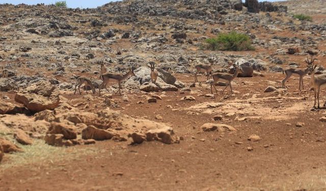 Koruma altındaki dağ ceylanlarının yaşam alanını süren şahsa 699 bin TL ceza