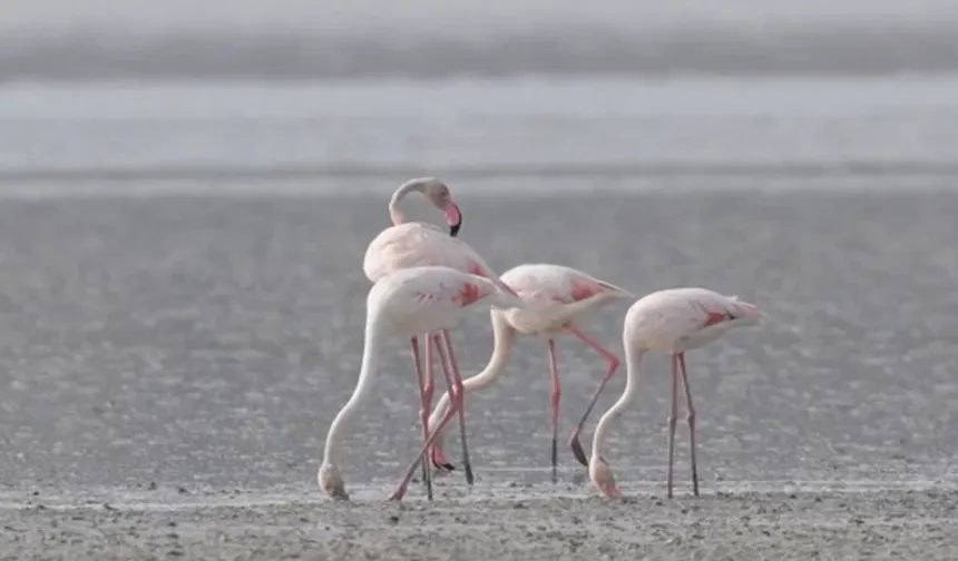 Göle gelen binlerce flamingo renkli görüntüler oluşturdu