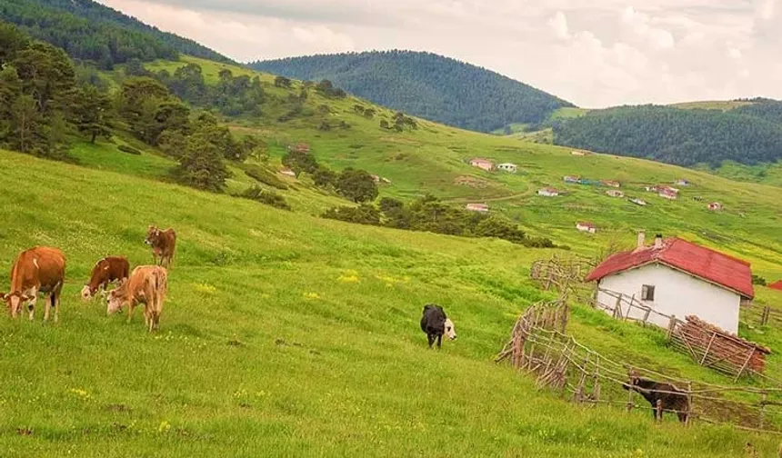 İsviçre Alpleri değil Amasya yaylaları