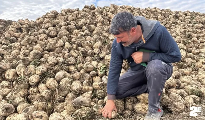 Pancar üretiminde randevu tepkisi