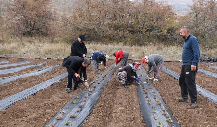 Erzincan'da 100 Bin Çilek Fidesi Toprakla Buluştu