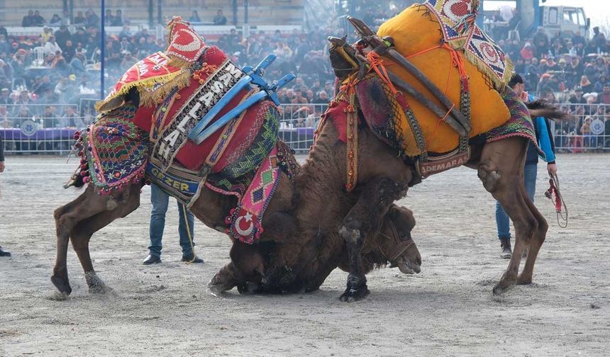 Karpuzlu deve güreşine hazırlanıyor