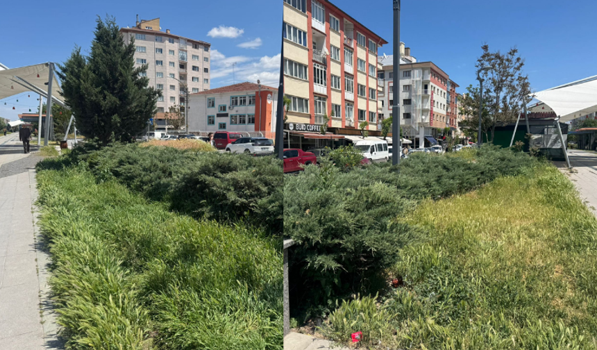 Eskişehir’de vatandaş isyan etti: “TCDD temizleyemiyorsa belediyeye devretsin”
