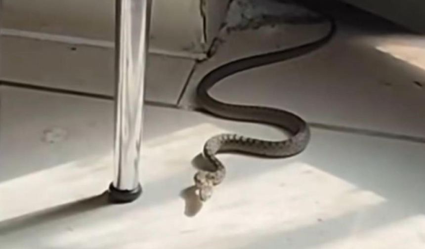 Mutfağa giren yılanı gören kedi zıpladı!