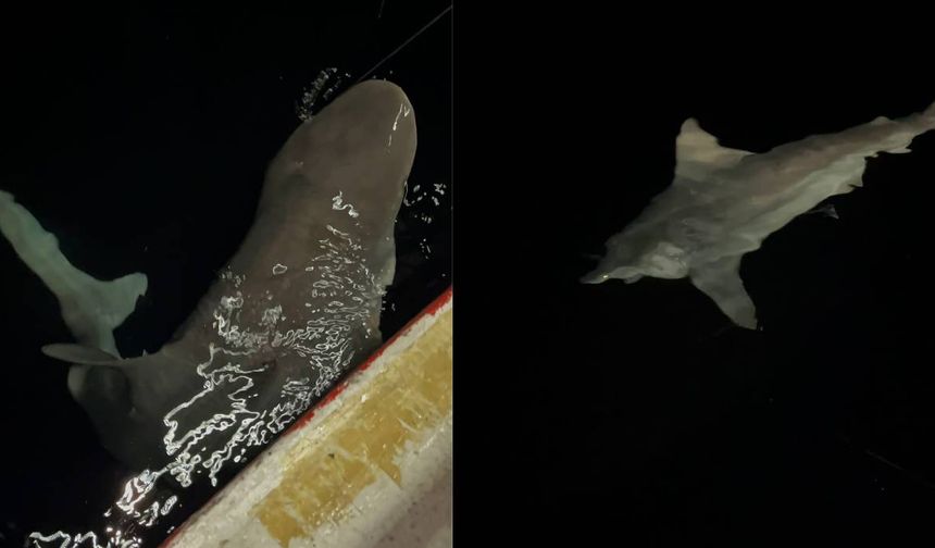 Heyecanla yakaladığı 2 buçuk metrelik devasa köpek balığını denize bıraktı