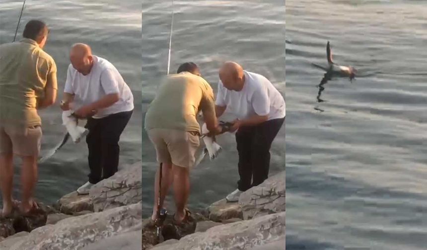 Oltaya balık yerine martı takıldı