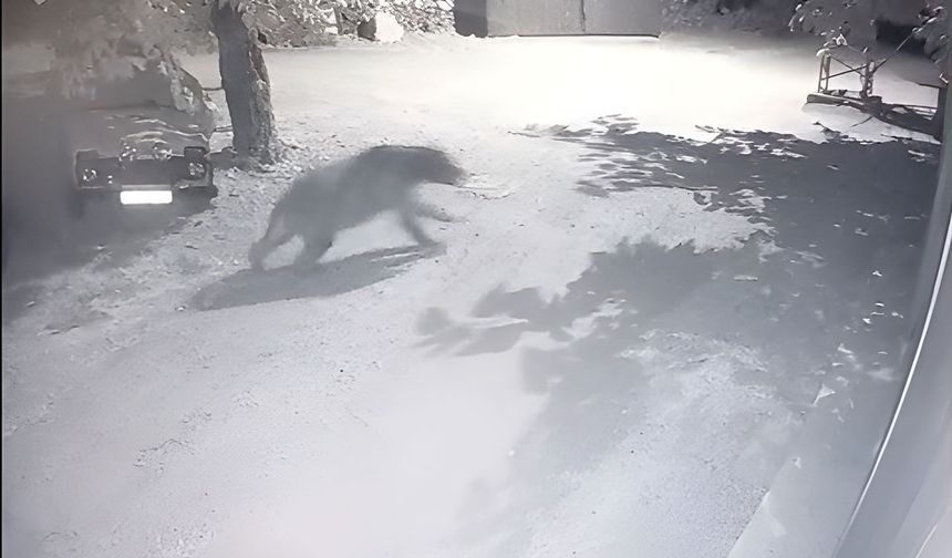 Erzincan’da bir garip kovalamaca: İki arkadaş fenerle ayının peşine düştü