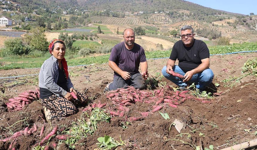 İsmi gibi tadıyla dikkat çeken şifa deposu tatlı patateste hasat başladı