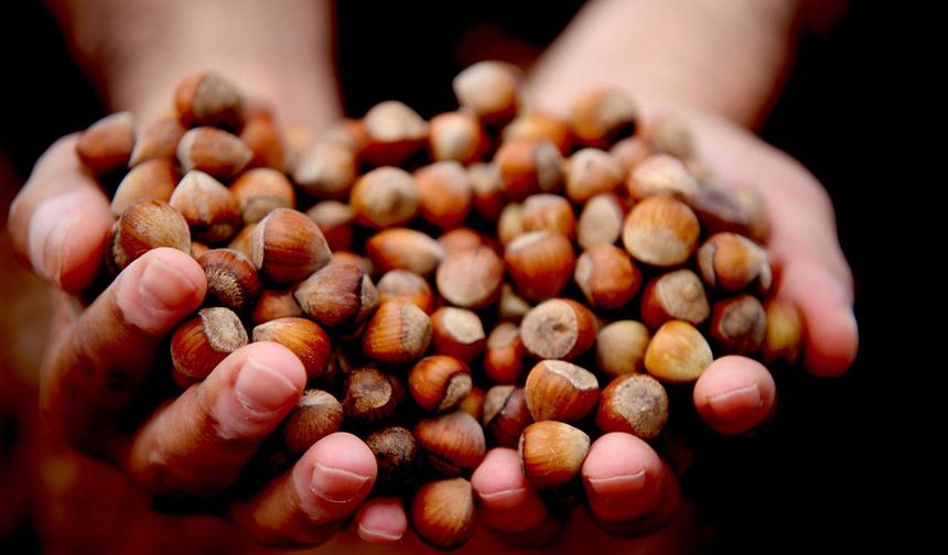 Düzce'de 15 bin 288 ton ihraç edildi