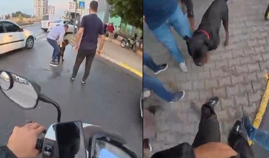 Sokakta ağızlıksız gezdirilen ’Rottweiler’ cinsi köpek dehşet saçtı
