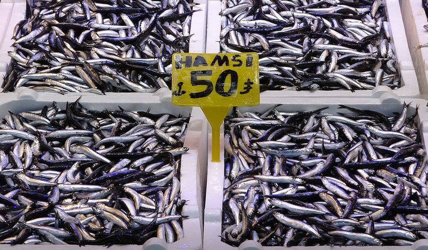 Karadeniz son 35 yılın en bereketli hamsi sezonunu yaşıyor