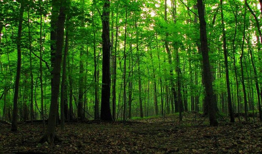 Orman sınırlarında değişiklik: Eskişehir ve 20 ilde bazı bölgeler orman vasfı dışına alındı