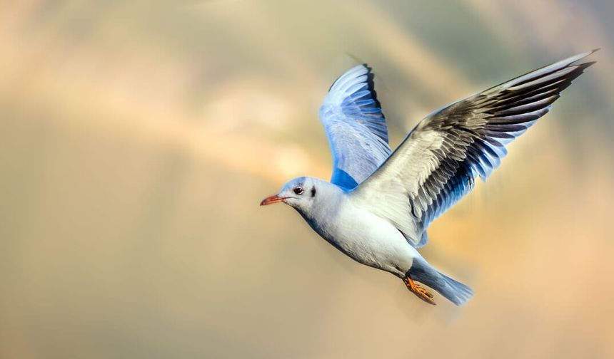 Rüyada kuş görmek ne anlama geliyor?