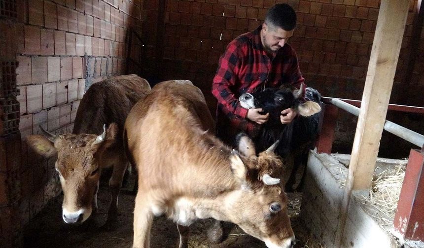 Almanya'dan köyüne döndü, çobanlık yapmaya başladı