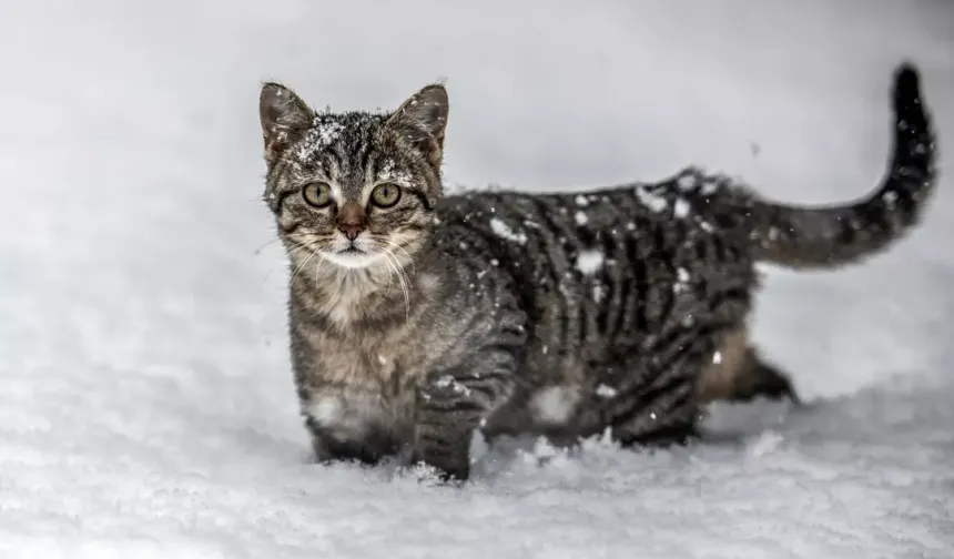 Uzman veterinerden Eskişehir’de soğuk hava uyarısı: “Hayvanlar üşümez algısı bilimsel bir hata”