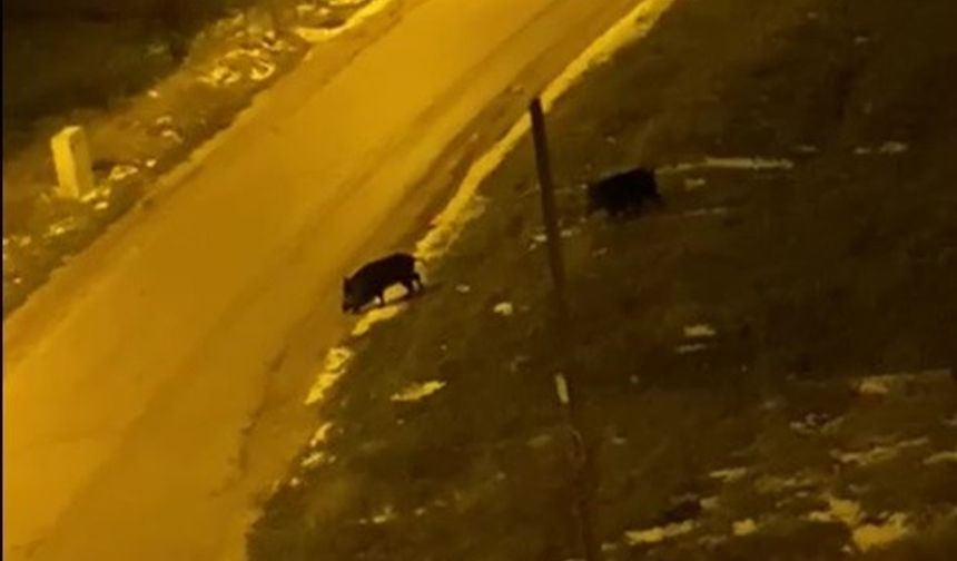 Eskişehir  yolu üzerinde domuz alarmı: Aç kalan domuzlar sokaklarda gezindi!