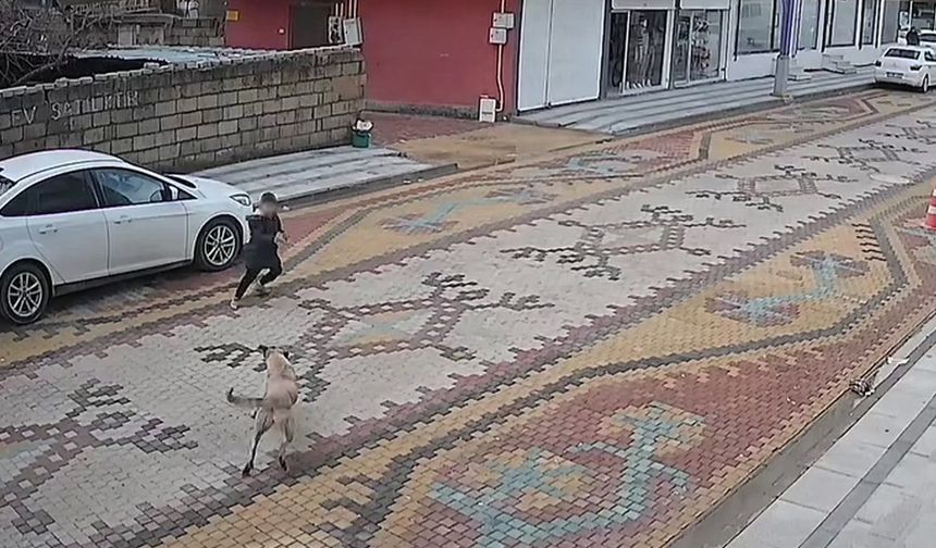 Mardin’de sokak köpeklerinin saldırdığı çocuğu esnaf kurtardı