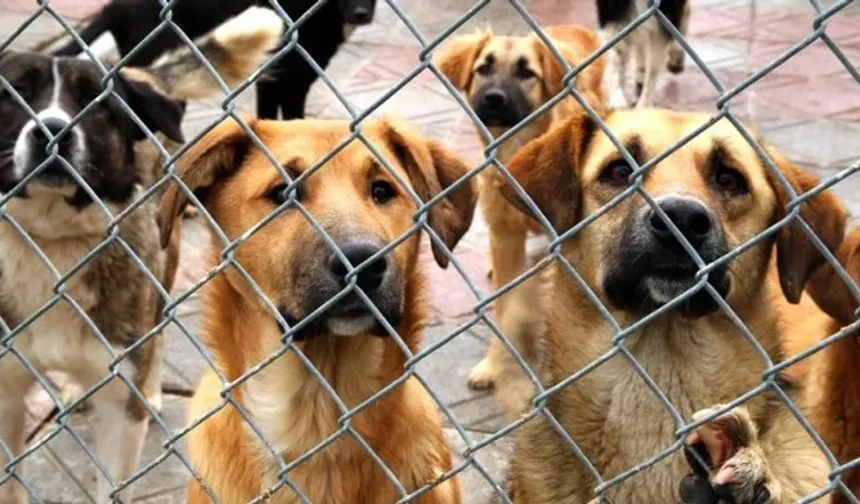 "Eskişehir'de barınakların durumu içler acısı"