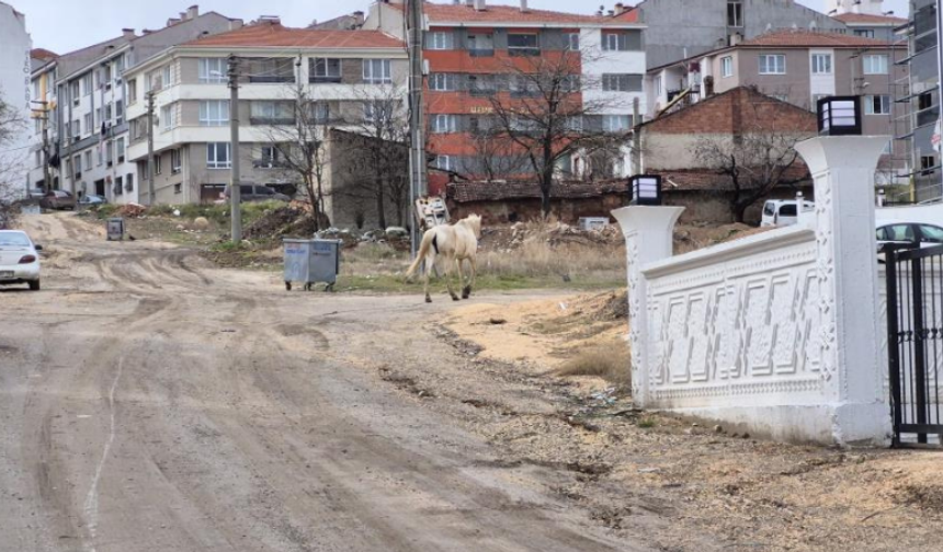 Eskişehir’de başıboş atlar sokak sokak geziyor: Trafikte tehlike saçıyor!