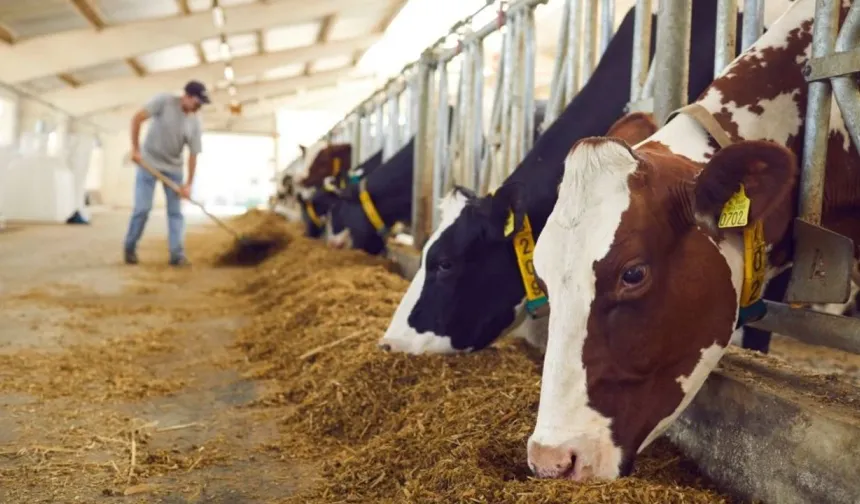 Eskişehir’de hayvancılık yapılıyor mu? Elverişli bölgeler ve üretim alanları rehberi