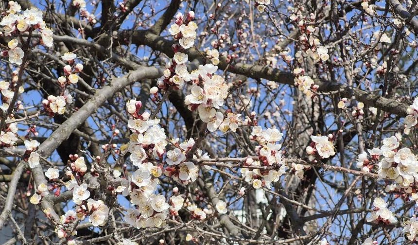 Eskişehir’de ağaçlar çiçek açtı: Şehir canlandı