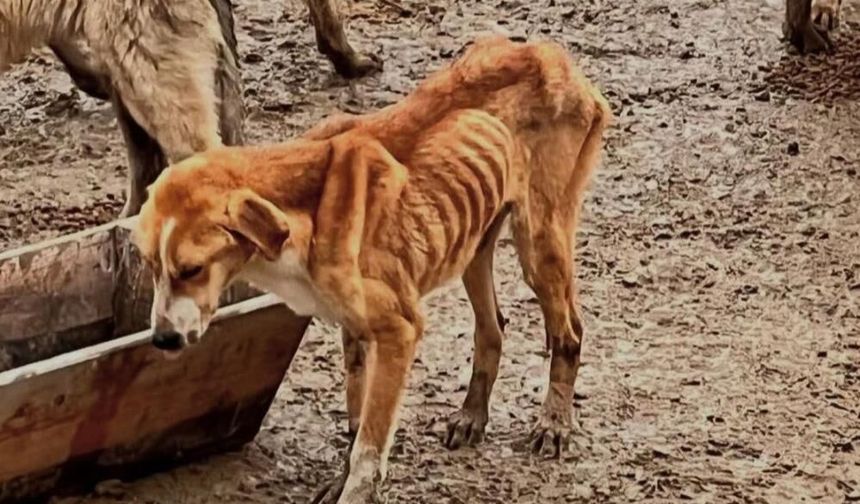 Eskişehirli hayvanseverler akın etti: Barınakta aç kalan köpekler birbirini yedi