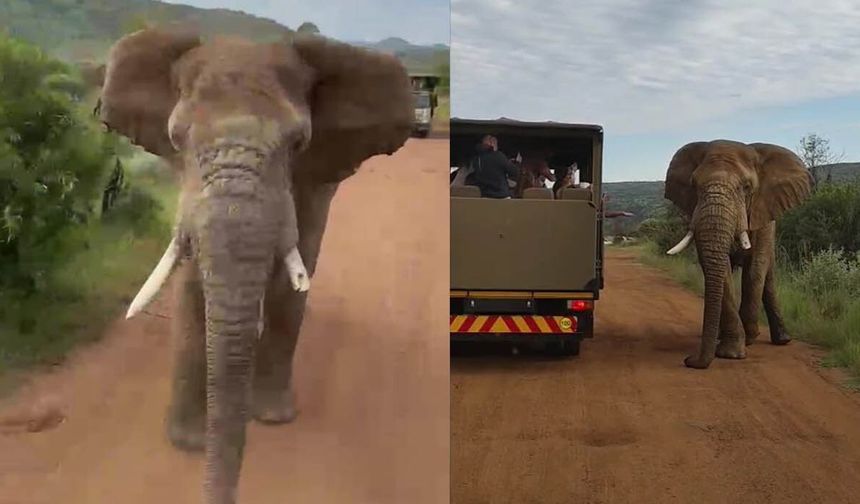 Safari turunda Türk turistleri fil kovaladı