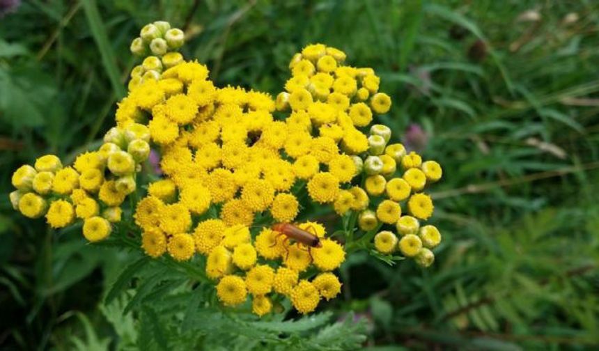 Eskişehir'de altın otu yetişecek
