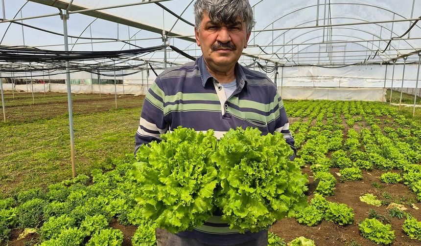 Tarlada ortalama 15 TL olan marul tezgahlarda 100 TL'ye satılıyor