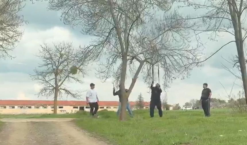 Eskişehir'de tepki çeken görüntü: Mangal için ağaç dalını kırmaya çalıştılar!