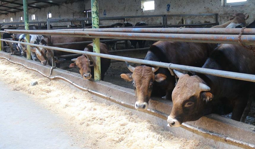 Eskişehir'de kurbanlıklar tükenmeye başladı