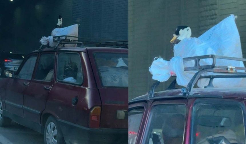 Eskişehir’de ilginç taşıma: Kaz çuvalda yolculuk yaptı