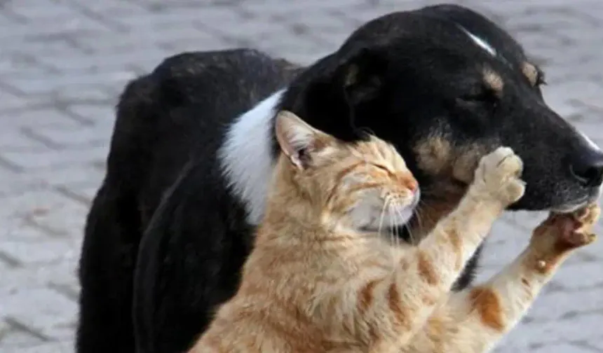 Eskişehir'de veteriner hekimlerden 4 Nisan mesajı: "Sorumluluk ertelenemez”