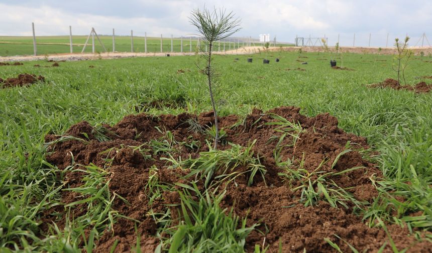 Eskişehir’de yeni evlilere anlamlı hediye: Her çifte bir fidan
