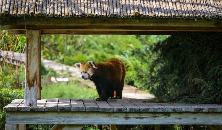 Eskişehir Hayvanat Bahçesi'ne 30 yeni tür kazandırıldı