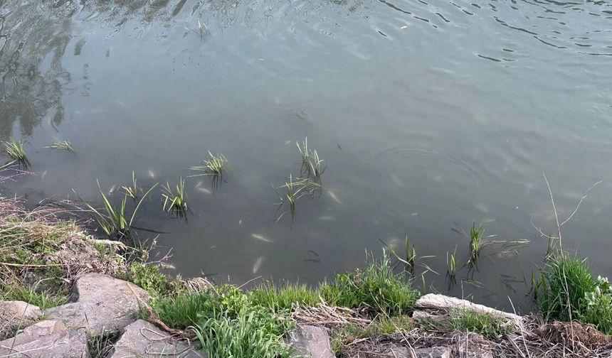 İnönü’de balık ölümleri tepki çekti: “Gerçekler şeffaf şekilde açıklansın”