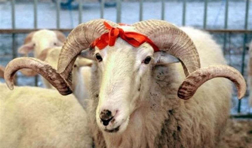 Kurban Bayramı yaklaşıyor: Eskişehir'de hazırlıklar başladı