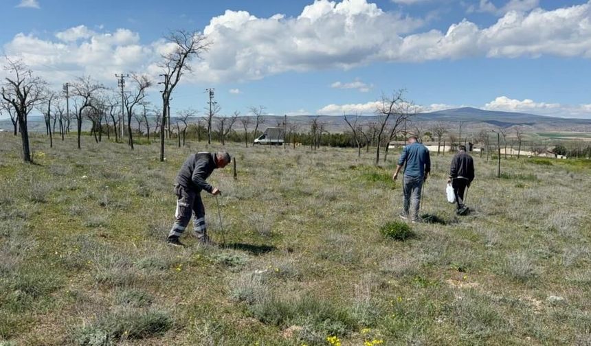 Eskişehir’de “dolaman” mesaisi: Kilosu 2 bin TL, bulması altın kadar zor