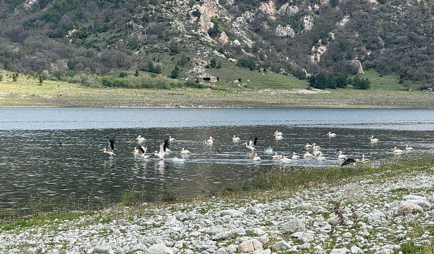 Porsuk Barajı'nda leylek ve ördekler görsel şölen oluşturdu