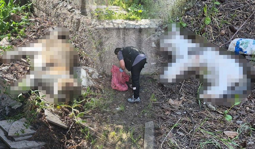 Eskişehir’de kedi katliamı iddiası: Mahalleli tedirgin, yavrular koruma altına alındı