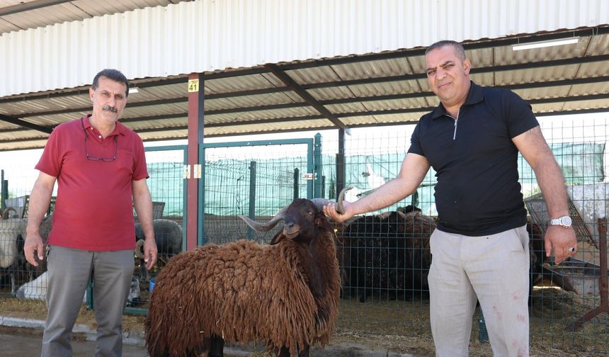 Eskişehirli Besicilerin de Tercih Ettiği İnegöl Hayvan Pazarı’nda 4 Bin Kurbanlık Satıldı