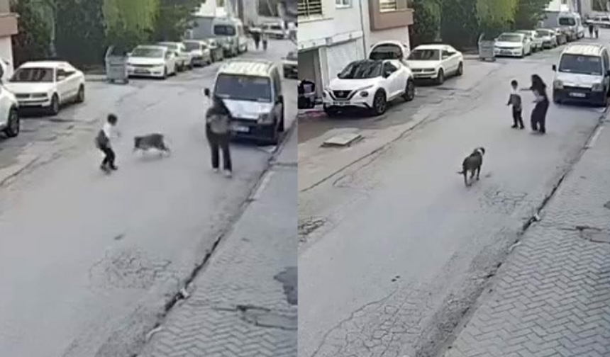 Eskişehir’de sokak köpeği paniği: Küçük çocuk korkuyla kaçtı