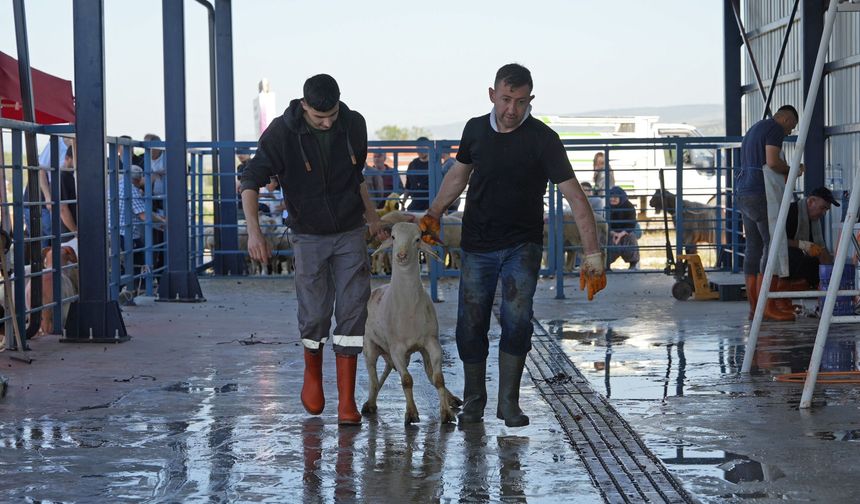 Eskişehir Hayvan Pazarı'nda Kurban mesaisi: Kesimler veteriner kontrolünde yapıldı