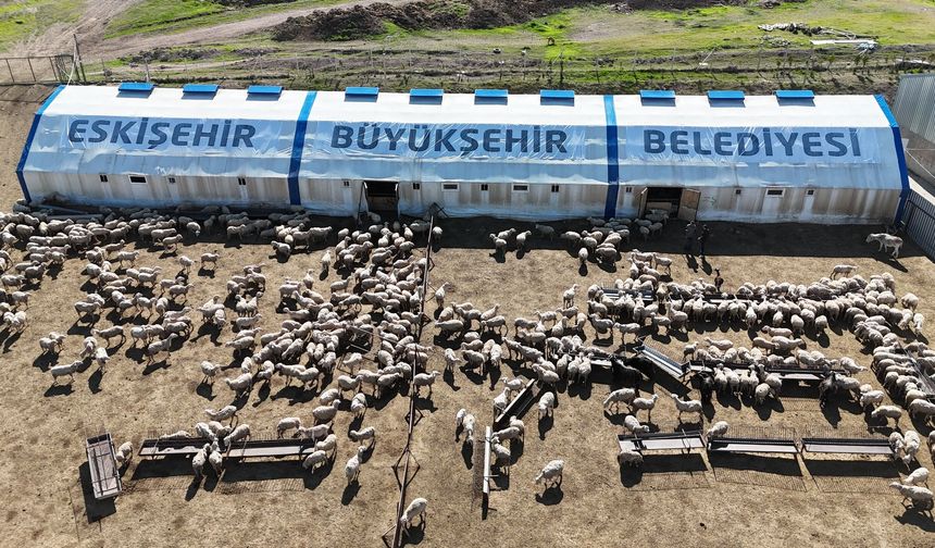 Eskişehir'de küçükbaş hayvancılıkta başarı: Büyükşehir destekli projede 800 kuzu dünyaya geldi